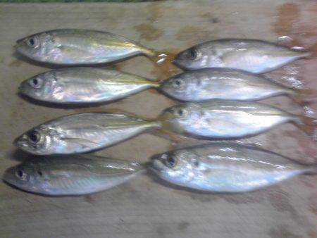 新宮港で小アジ